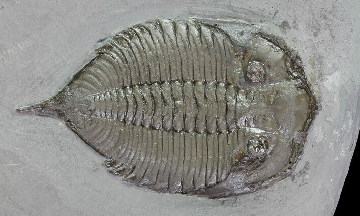 Dalmanites Trilobite Fossil - New York #68334